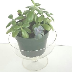 Bird Bath Style Large Clear Glass Decor Centerpiece